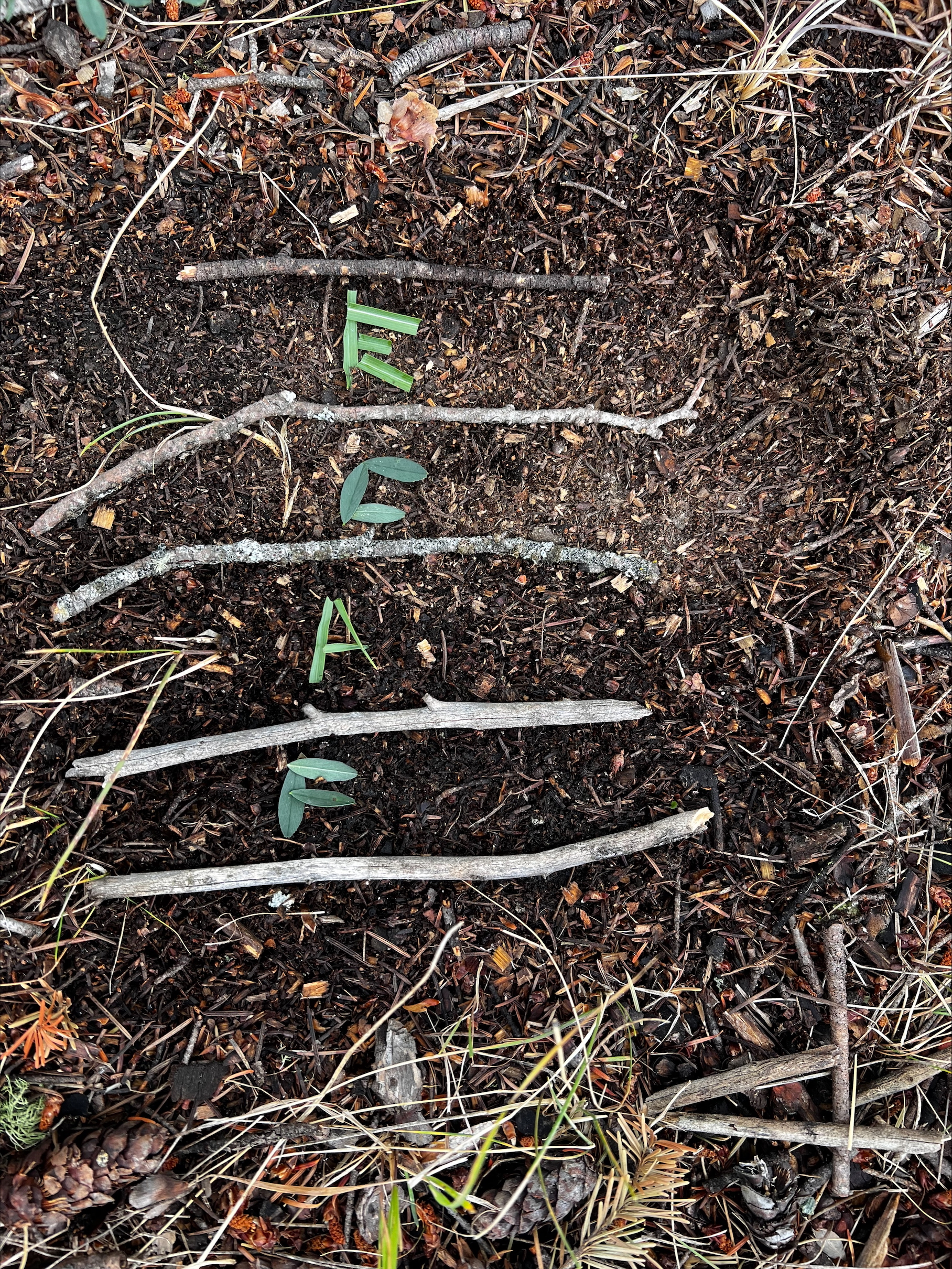 Forest is our Classroom 1 kelly glen